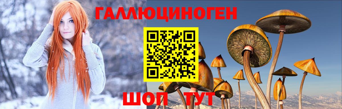 Тында  Галлюциногенные грибы Psilocybine cubensis  Вход с VPN 